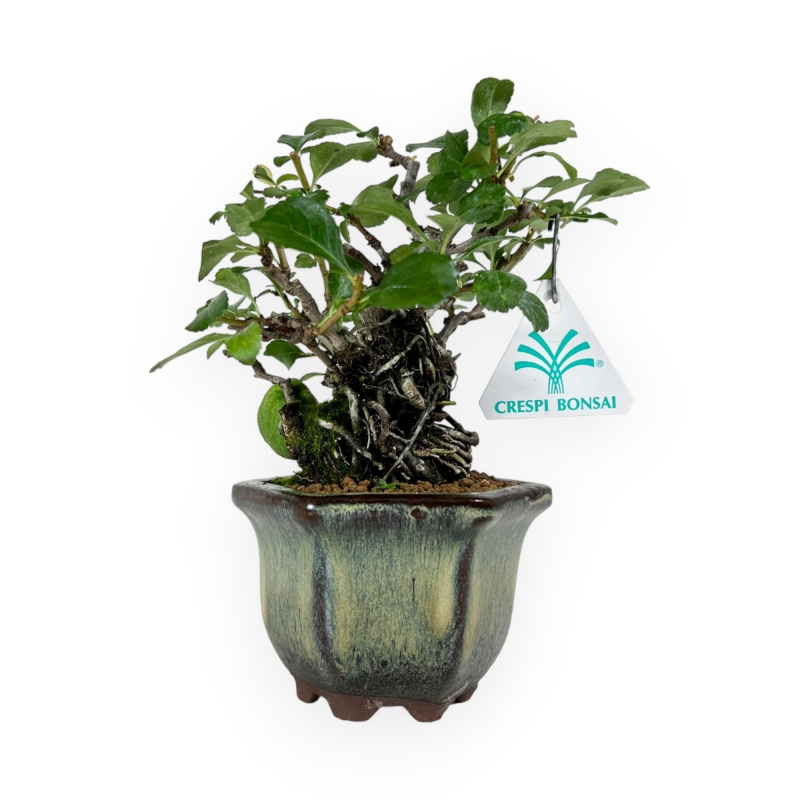 Chaenomeles chochubai - 18 cm