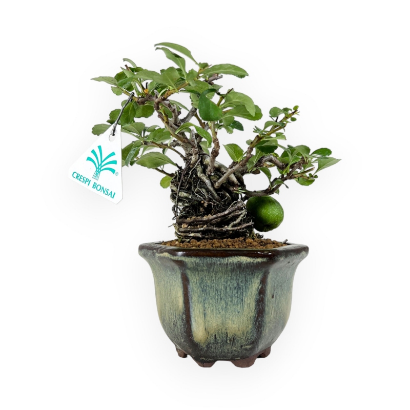 Chaenomeles chochubai - 18 cm