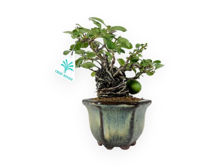 Chaenomeles Chojubai - 18 cm