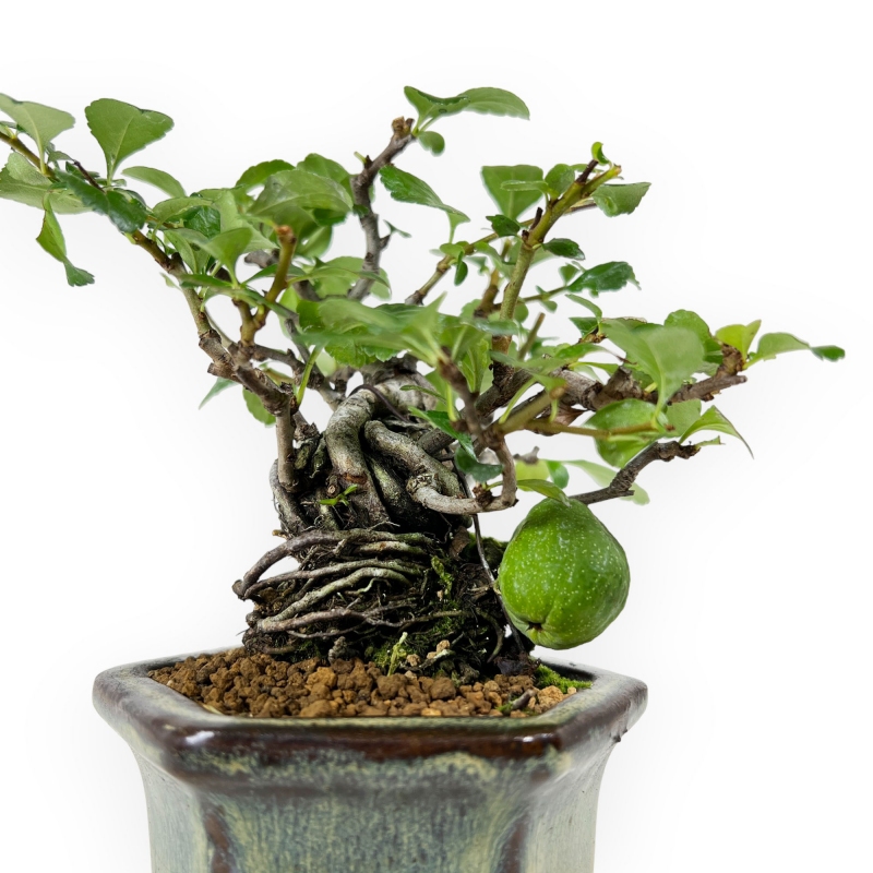 Chaenomeles chochubai - 18 cm