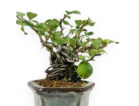 Chaenomeles Chojubai - 18 cm