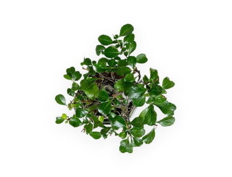 Chaenomeles Chojubai - 18 cm