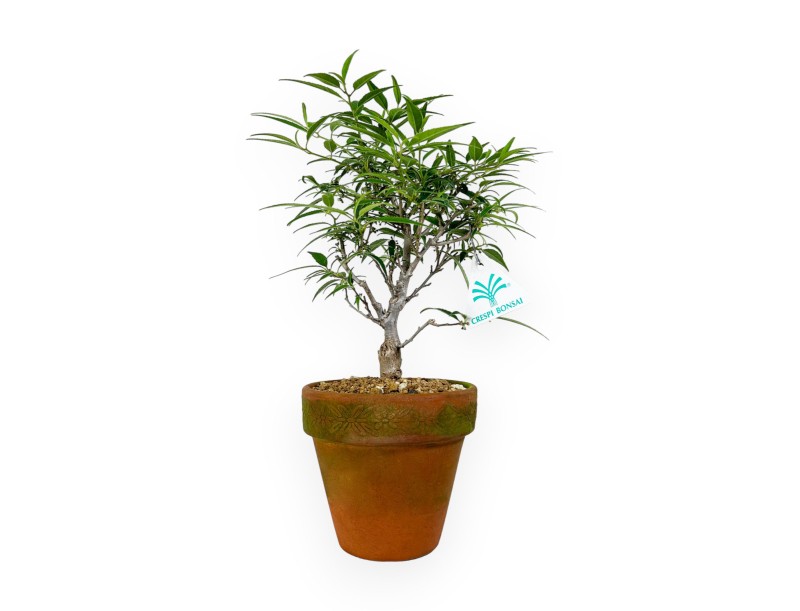 Ilex serrata Subtilis - 30 cm