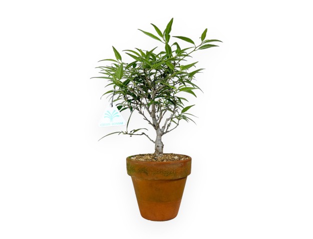 Ilex serrata subtilles - 30 cm