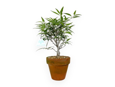 Ilex serrata Subtilis - 30 cm