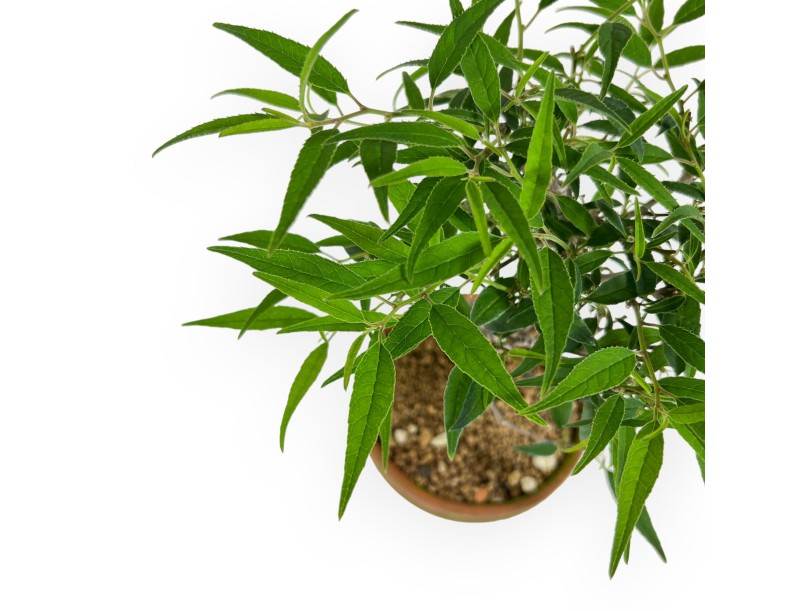 Ilex serrata Subtilis - 30 cm