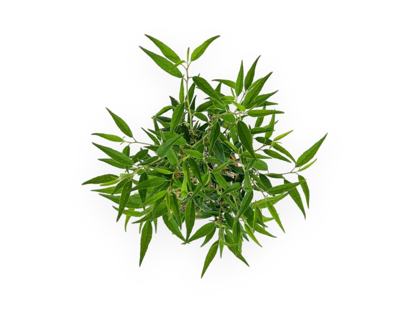 Ilex serrata Subtilis - 30 cm