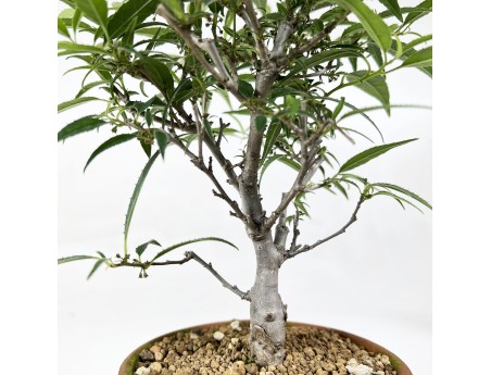 Ilex serrata Subtilis - 30 cm