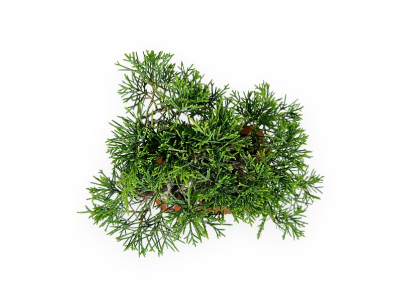 Juniperus chinensis - Ginepro - 15 cm