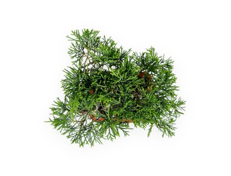Juniperus chinensis - Juniper - 15 cm