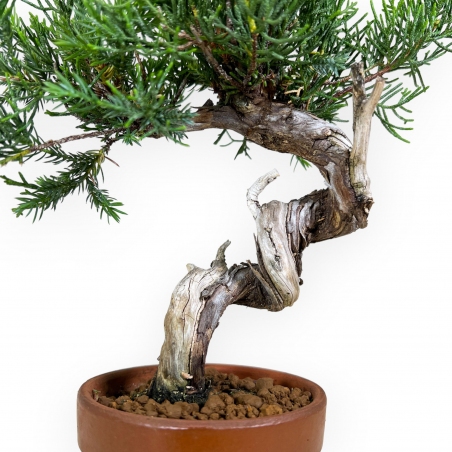 Juniperus chinensis - Ginepro - 26 cm