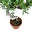 Juniperus chinensis - Ginepro - 26 cm