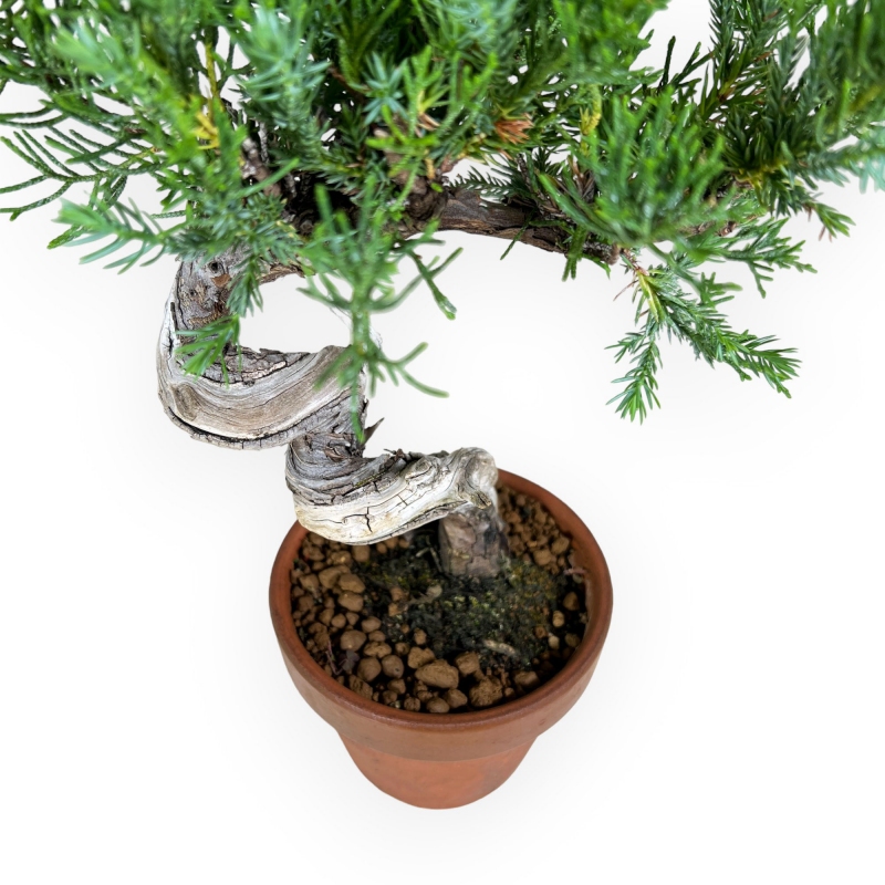 Juniperus chinensis - Ginepro - 26 cm