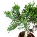 Juniperus chinensis - Ginepro - 26 cm