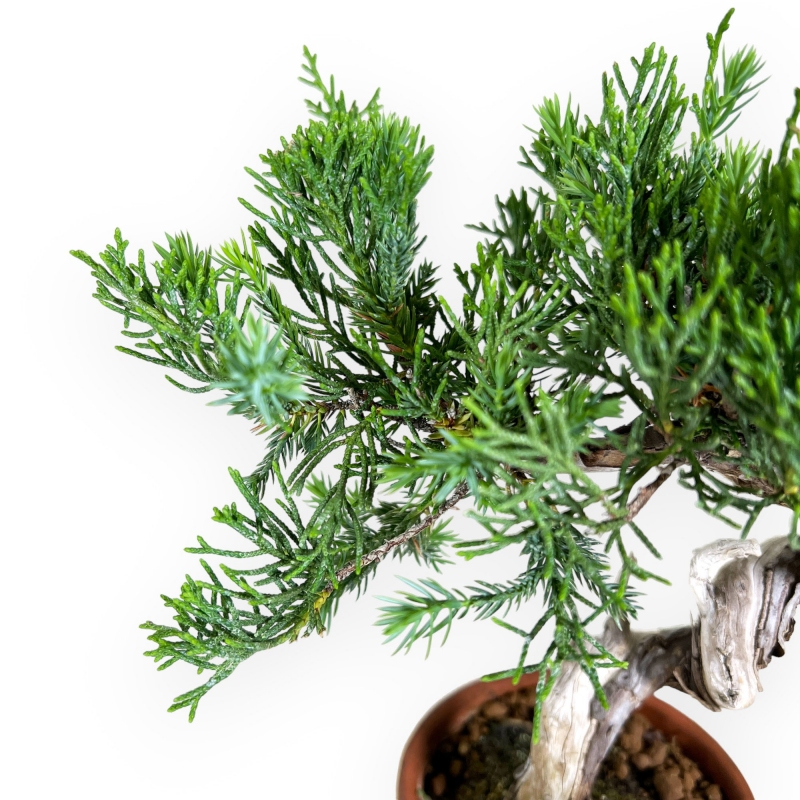 Juniperus chinensis - Ginepro - 26 cm