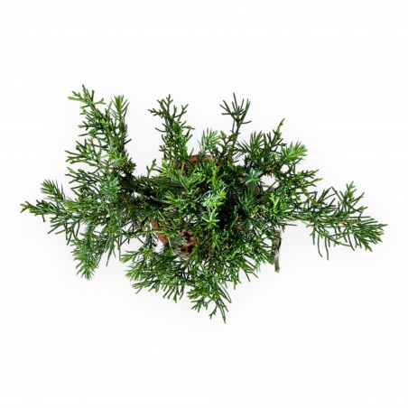 Juniperus chinensis - Ginepro - 26 cm