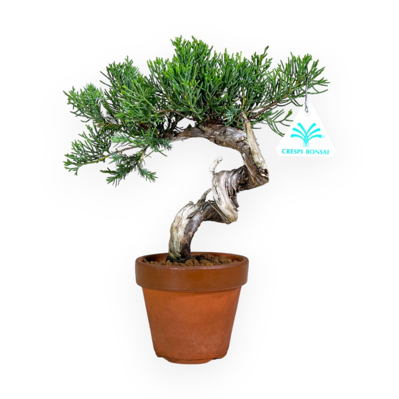 Juniperus chinensis - Ginepro - 26 cm