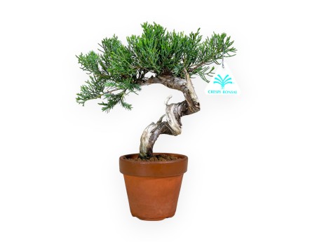 Juniperus chinensis Itogawa - Genévrier - 26 cm