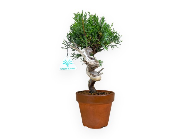 Juniperus chinensis Itogawa - Juniper - 26 cm 2