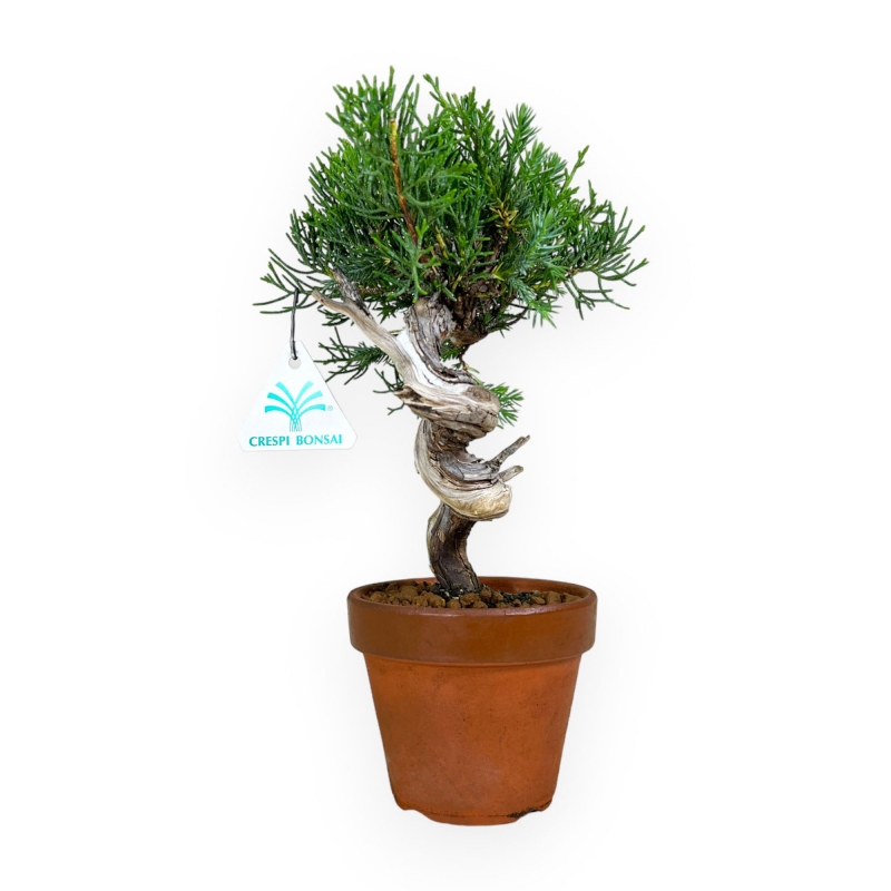 Juniperus chinensis - Ginepro - 26 cm