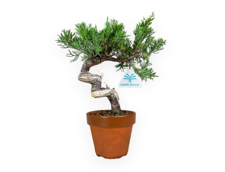 Juniperus chinensis Itogawa - Genévrier - 26 cm