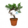 Juniperus chinensis Itogawa - Ginepro - 26 cm