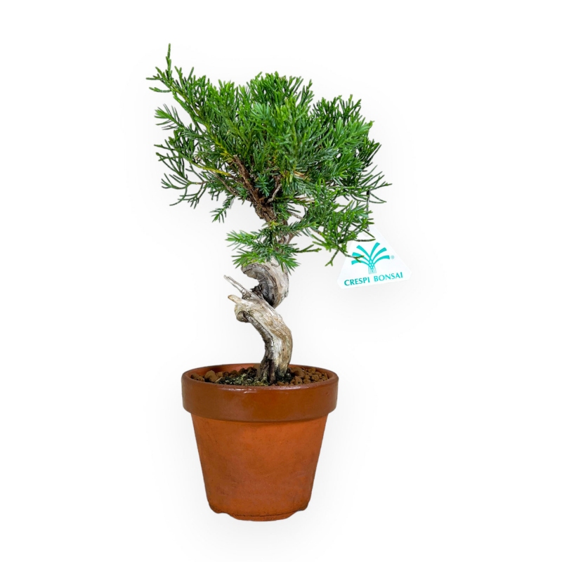 Juniperus chinensis - Ginepro - 26 cm