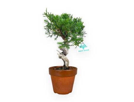 Juniperus chinensis Itogawa - Genévrier - 26 cm