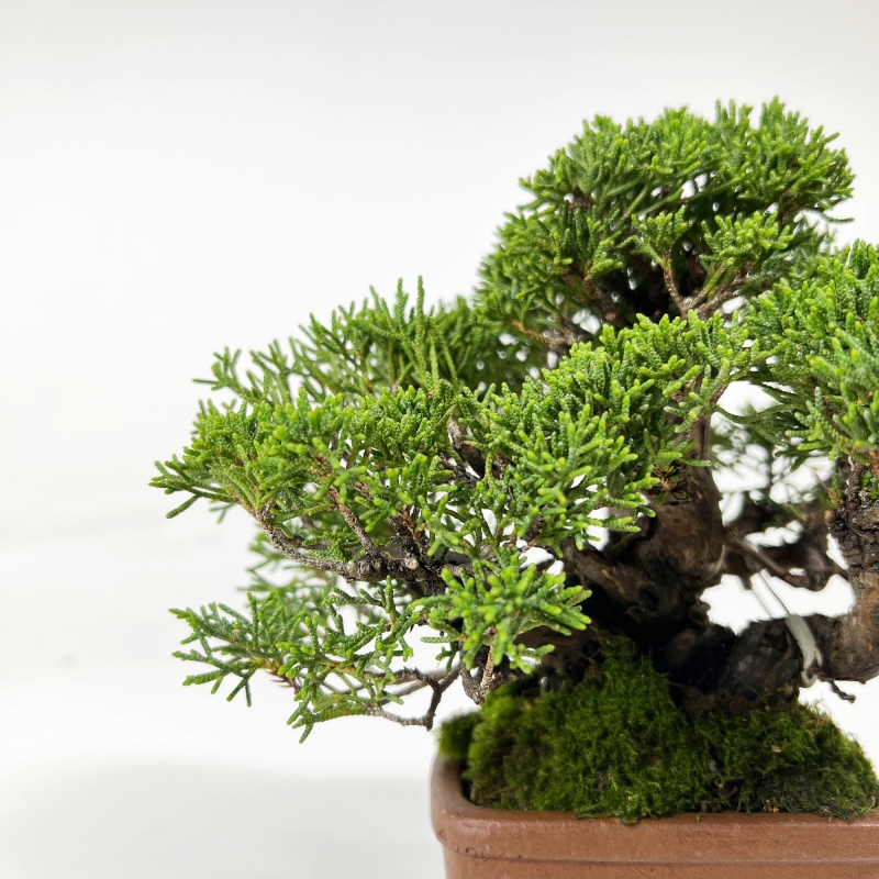 Juniperus chinensis - Ginepro - 17 cm