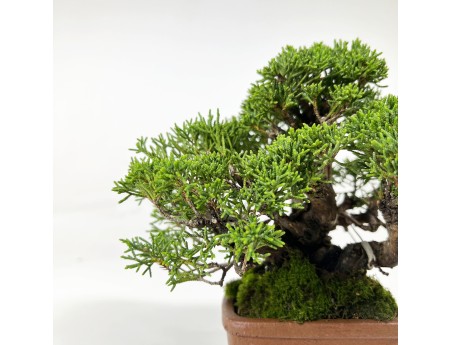 Juniperus chinensis - Juniper - 17 cm