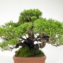 Juniperus chinensis - Ginepro - 17 cm