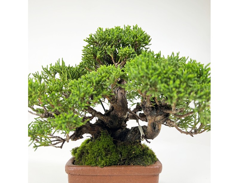Juniperus chinensis - Ginepro - 17 cm