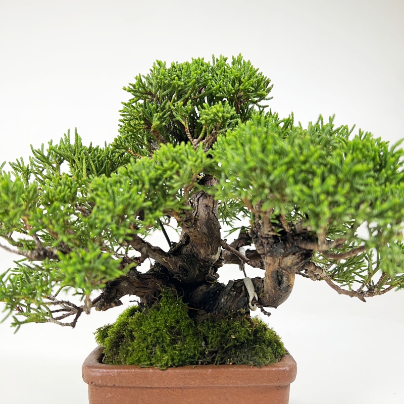 Juniperus chinensis - Ginepro - 17 cm
