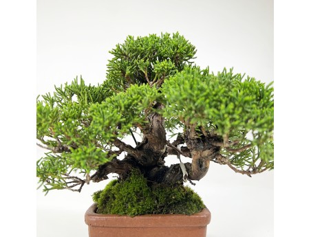 Juniperus chinensis - Ginepro - 17 cm