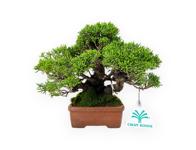 Juniperus chinensis - Ginepro - 17 cm