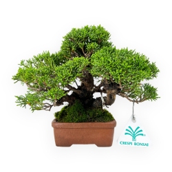 Juniperus chinensis - Genévrier - 17 cm