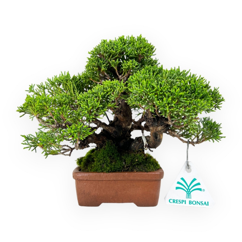 Juniperus chinensis - Ginepro - 17 cm