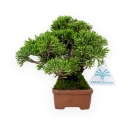 Juniperus chinensis - Ginepro - 17 cm