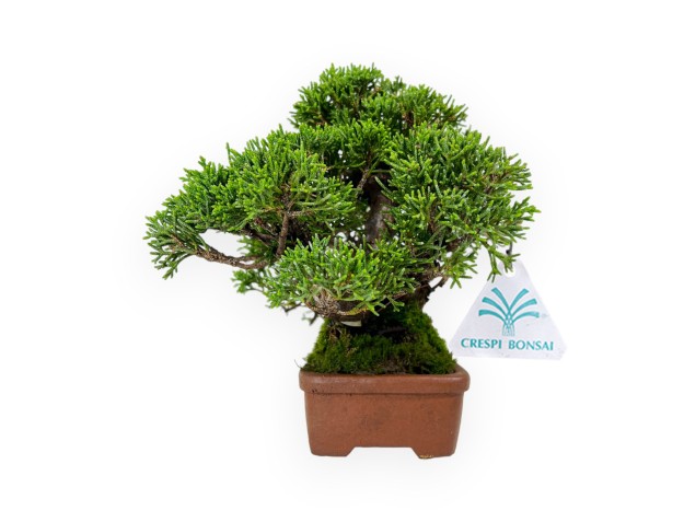 Juniperus chinensis - Juniper - 17 cm 2