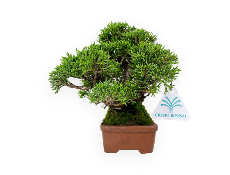 Juniperus chinensis - Genévrier - 17 cm