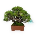 Juniperus chinensis - Ginepro - 17 cm