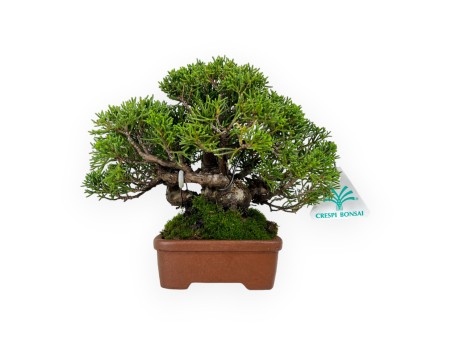 Juniperus chinensis - Juniper - 17 cm