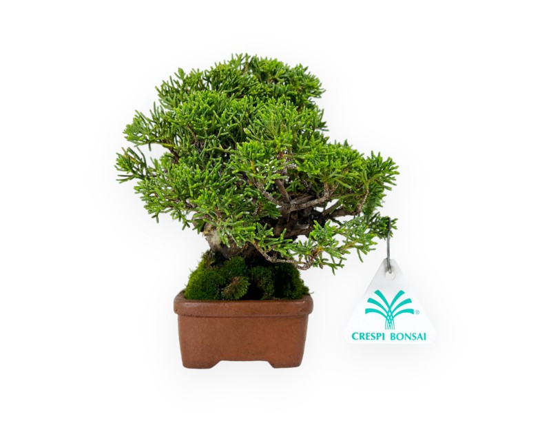 Juniperus chinensis - Ginepro - 17 cm