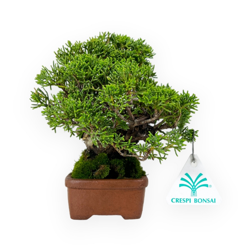 Juniperus chinensis - Ginepro - 17 cm