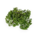 Juniperus chinensis - Ginepro - 17 cm