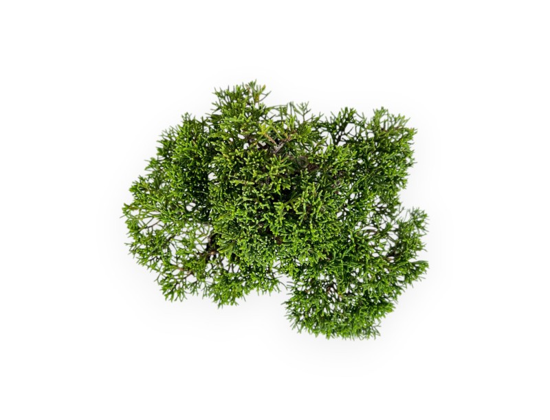 Juniperus chinensis - Genévrier - 17 cm
