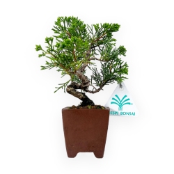 Juniperus chinensis - Genévrier - 16 cm