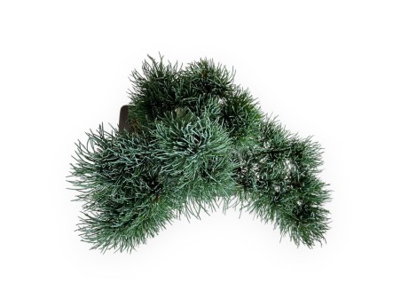 Pinus pentaphylla blue - Pin à cinq aiguilles - 37 cm