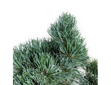 Pinus pentaphylla blue - Pine five needles - 37 cm