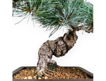 Pinus pentaphylla - Pino - 37 cm